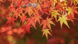 10月中の休店予定日画像