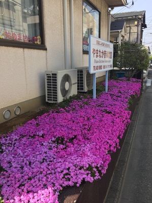 教室前に毎年綺麗に咲く芝桜。