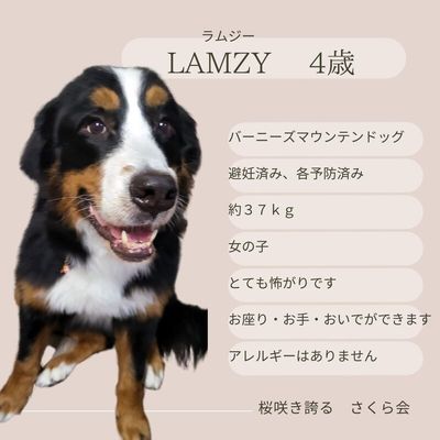 【里親決定】LAMZY（ラムジー）ちゃん　４歳　女の子