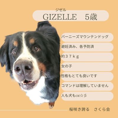 【里親決定】GIZELLE（ジゼル）ちゃん　5歳