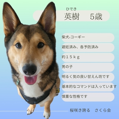 【別団体様にて保護中】英樹（ひでき）くん７歳